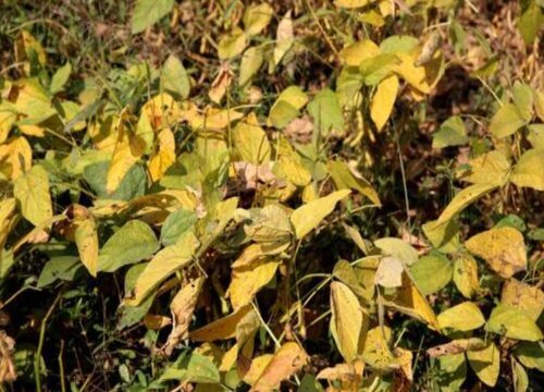 黄豆病虫害防治技术与方法措施