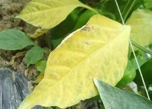 黄豆病虫害防治技术与方法措施