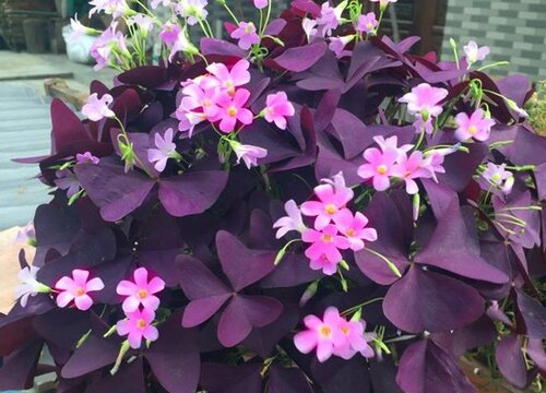 酢浆草不开花什么原因