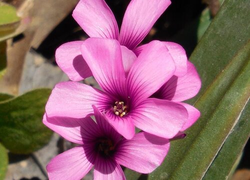 酢浆草不开花什么原因