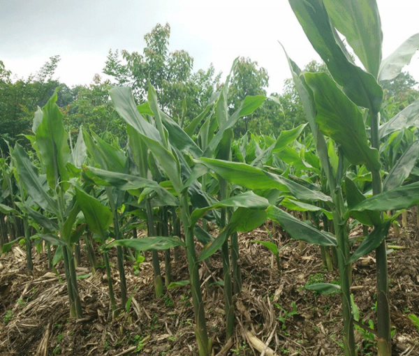 耐阴的蔬菜有哪些