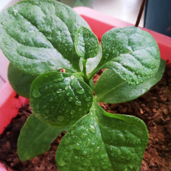 耐阴的蔬菜有哪些