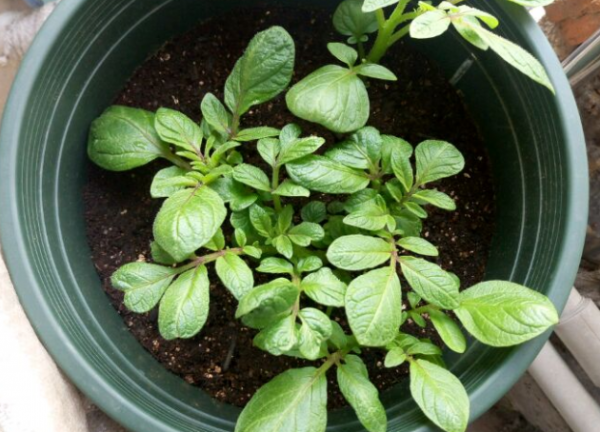 耐阴的蔬菜有哪些