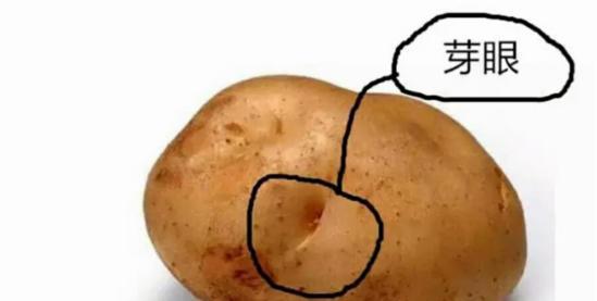 耐阴的蔬菜有哪些