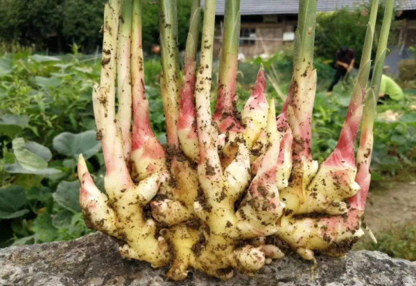 耐阴的蔬菜有哪些