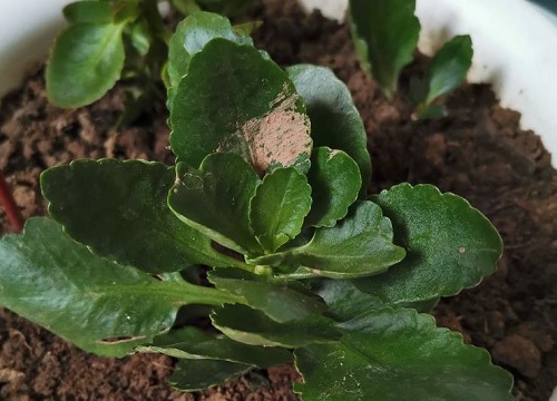 换盆长寿花小苗多久能晒太阳