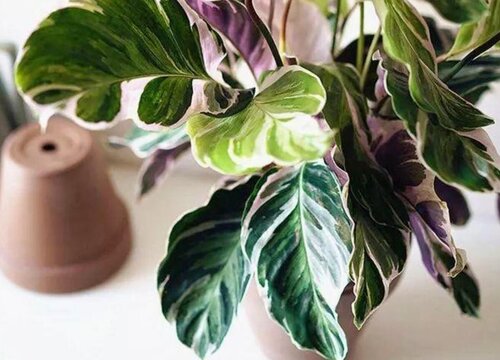 竹芋的养殖方法和注意事项有哪些