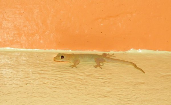 家里有壁虎可以打死吗