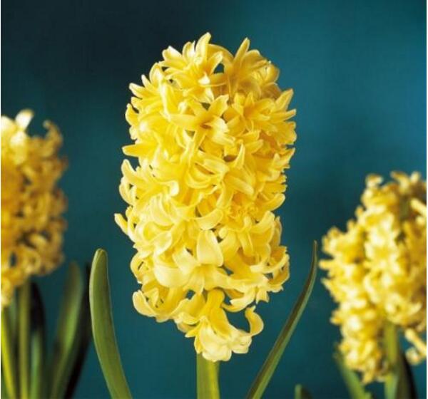 风信子的寓意是什么意思