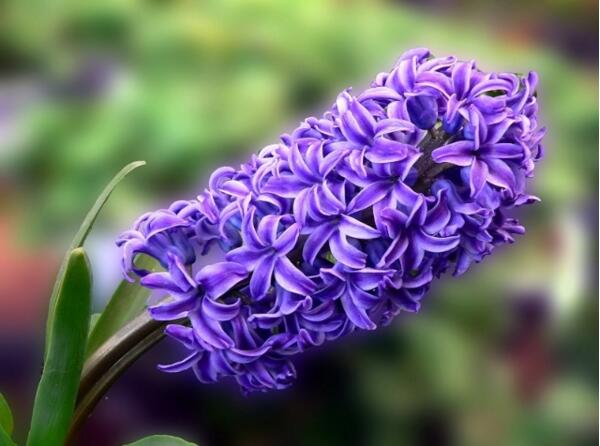 风信子的寓意是什么意思