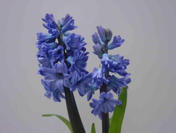 风信子的寓意是什么意思