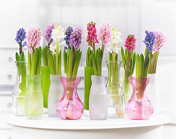 风信子的寓意是什么意思