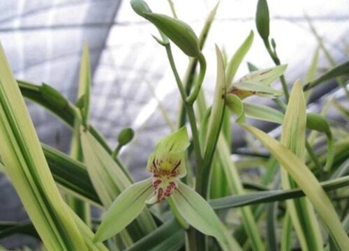 夏季兰花放空调房养护利弊