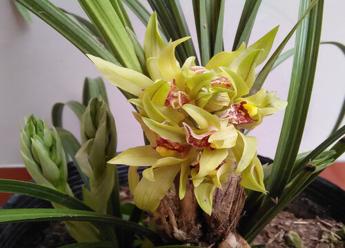 兰花喷什么叶面肥最好