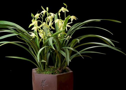 兰花喷什么叶面肥最好