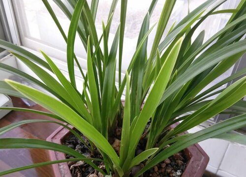 兰花喷什么叶面肥最好