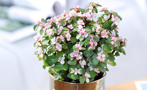 金枝玉叶盆景怎样造型好看