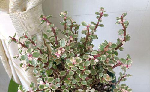 金枝玉叶盆景怎样造型好看