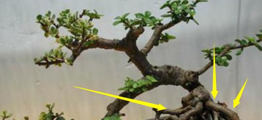 金枝玉叶盆景怎样造型好看