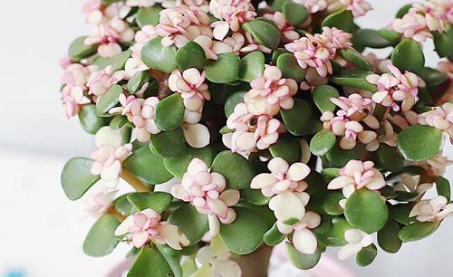 金枝玉叶盆景怎样造型好看