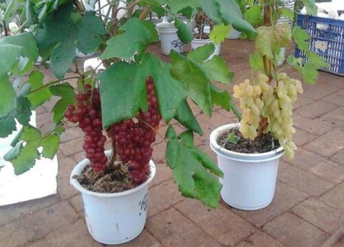 盆栽葡萄用什么土最好