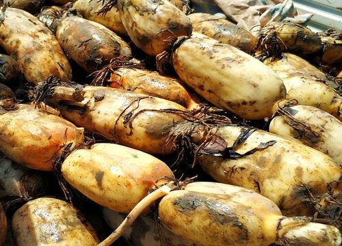 吃莲藕去皮好还是不去皮