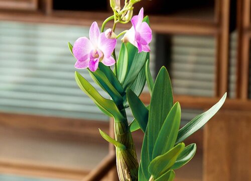 石斛兰的花语和寓意