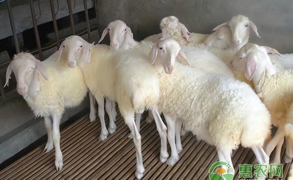 农村养羊的利润与成本分析