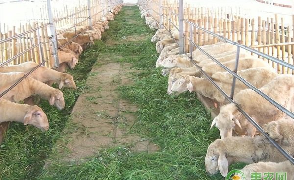 农村养羊的利润与成本分析