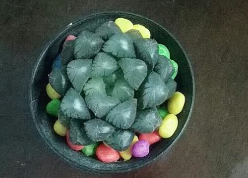 玉露什么时候休眠