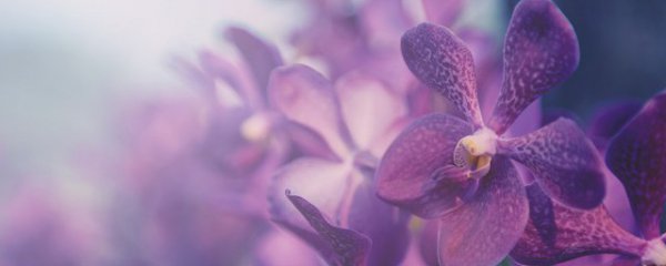 春节你家摆什么花