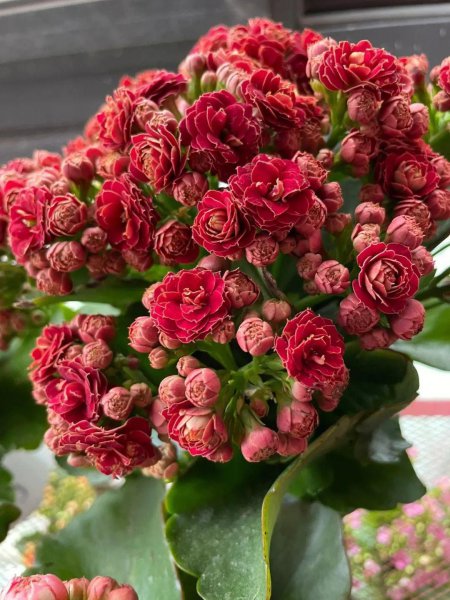 适合懒人养的阳台花卉盆栽