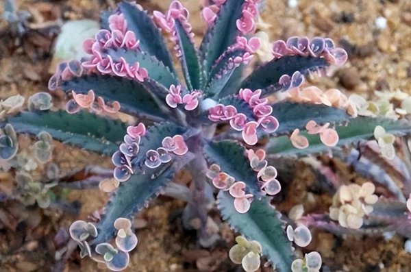 适合懒人养的阳台花卉盆栽