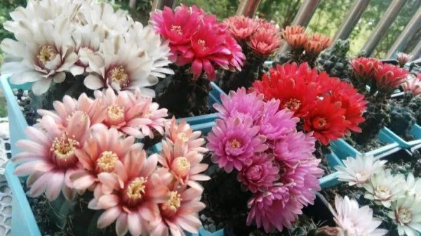 适合懒人养的阳台花卉盆栽