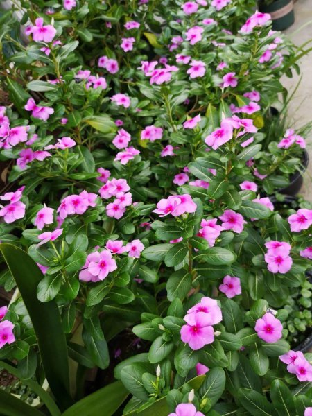 适合懒人养的阳台花卉盆栽