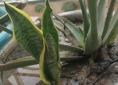 腐烂的虎皮兰如何进行扦插