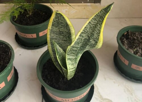 腐烂的虎皮兰如何进行扦插