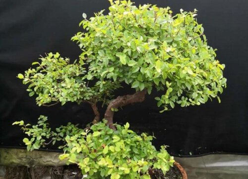 雀梅什么时候换盆最好