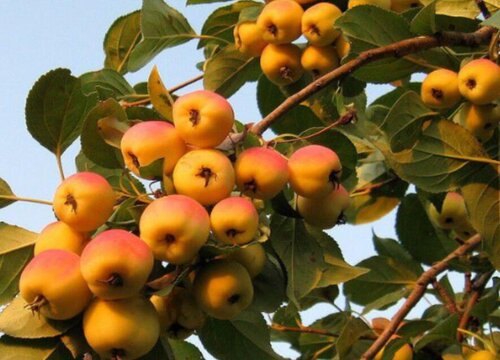 十种旺财又旺宅的树