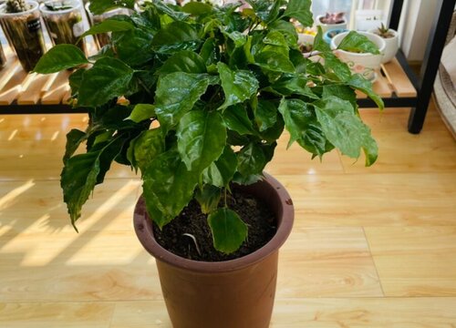 十种旺财又旺宅的树