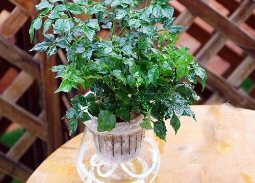 十种旺财又旺宅的树