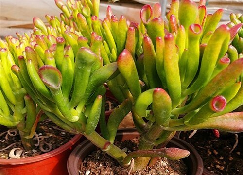 十种旺财又旺宅的树