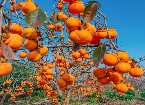 十种旺财又旺宅的树