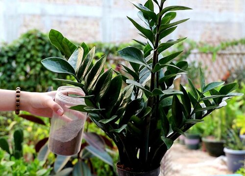 十种旺财又旺宅的树