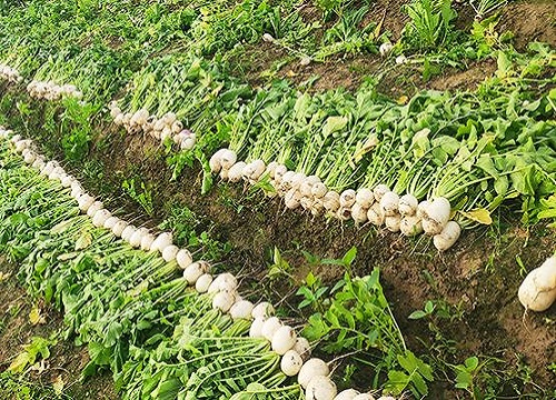 白萝卜种植时间和方法