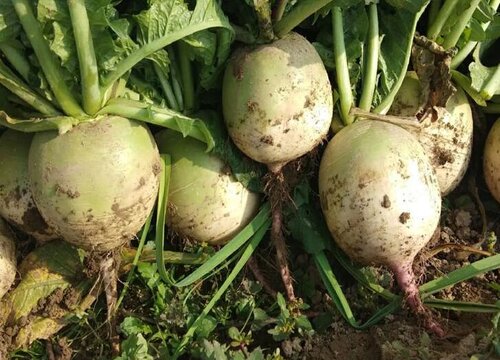白萝卜种植时间和方法