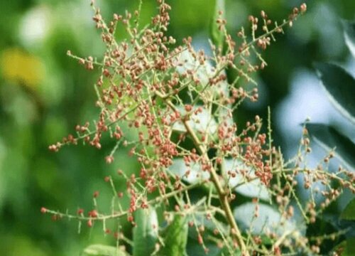 五倍子一年开几次花