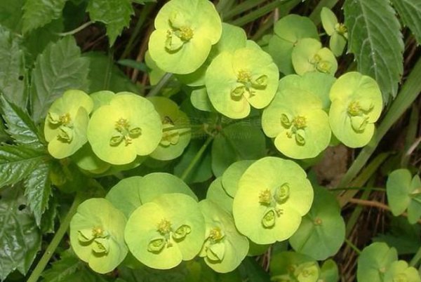 长期喝猫眼草的女人会怎么样