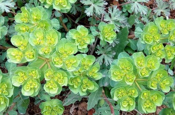 长期喝猫眼草的女人会怎么样