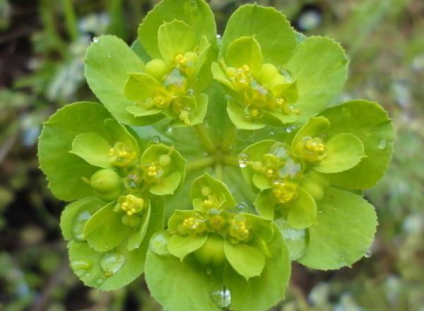 长期喝猫眼草的女人会怎么样